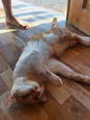 sh1rawein Altpins Profile Picture