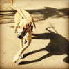 sashapieterse Altpins Profile Picture