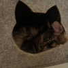 borkwsmh Altpins Profile Picture