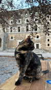 miikheeva_stasiiya Altpins Profile Picture