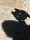 swfx_real Altpins Profile Picture