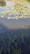 avital_1010.2003 Altpins Profile Picture