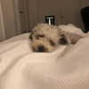 macaroni_naomi Altpins Profile Picture