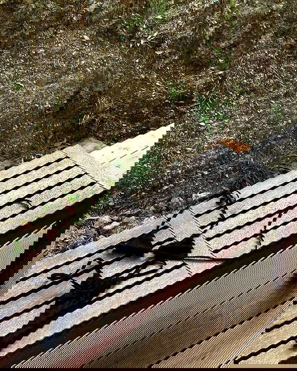 manjolamuriqi manjolamuriqi archive image