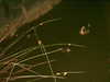 bugz4brainz Altpins Profile Picture