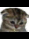 carmaxlla Altpins Profile Picture
