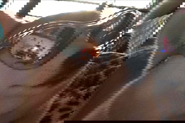 zommmbri zommmbri archive image