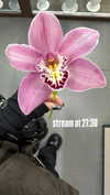 hoodifruit Altpins Profile Picture