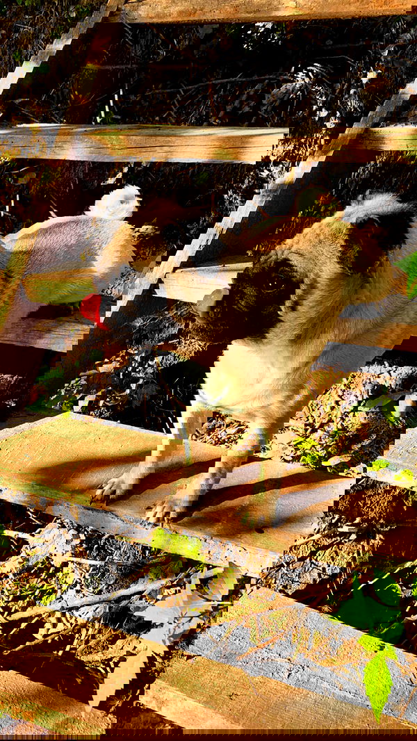 nyityam nyityam archive image