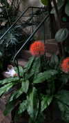 shpaakova Altpins Profile Picture