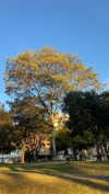 solzarubin_ Altpins Profile Picture