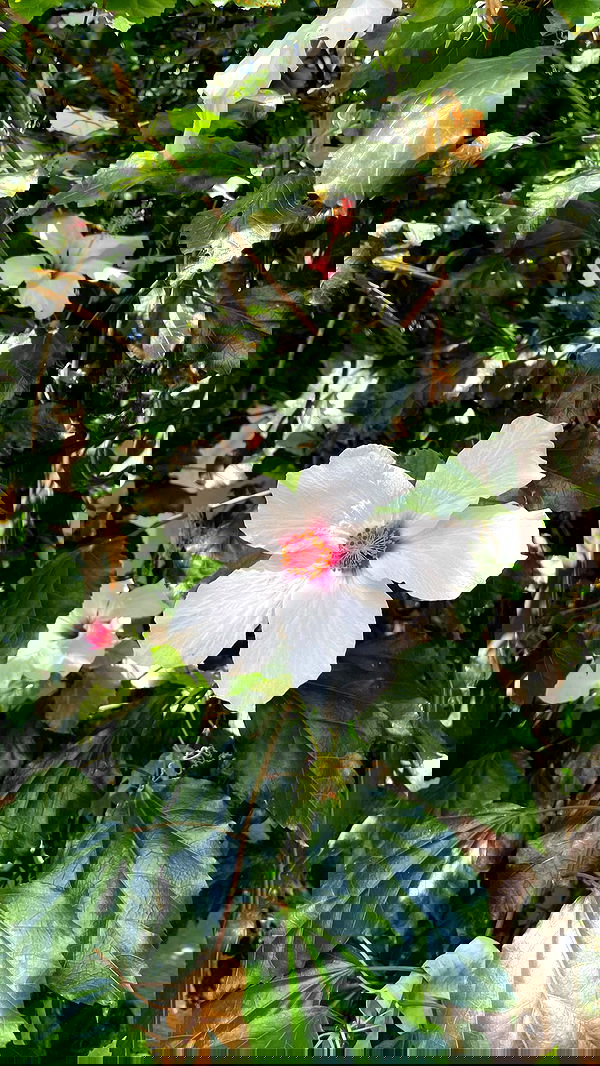 shunli__mei image ~ Altpins