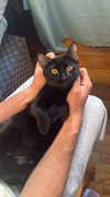 biton__adi Altpins Profile Picture