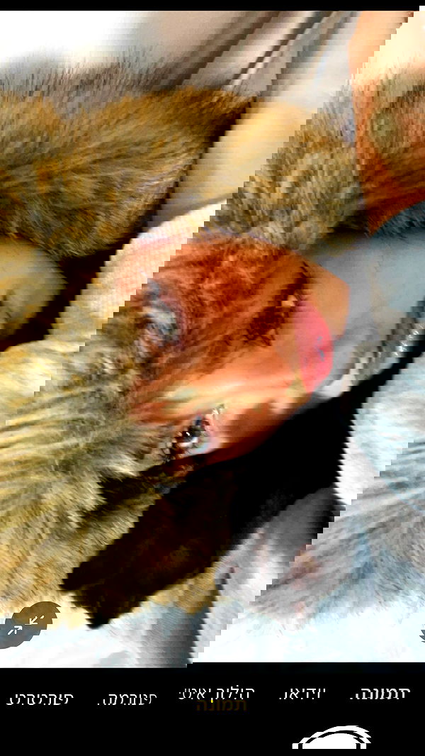 efrat_elmalich efrat_elmalich archive image