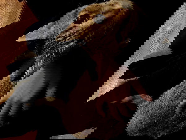 _animechika_ image ~ Altpins