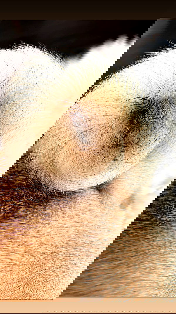 nyityam nyityam archive image