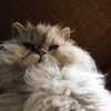 777pb_ Altpins Profile Picture