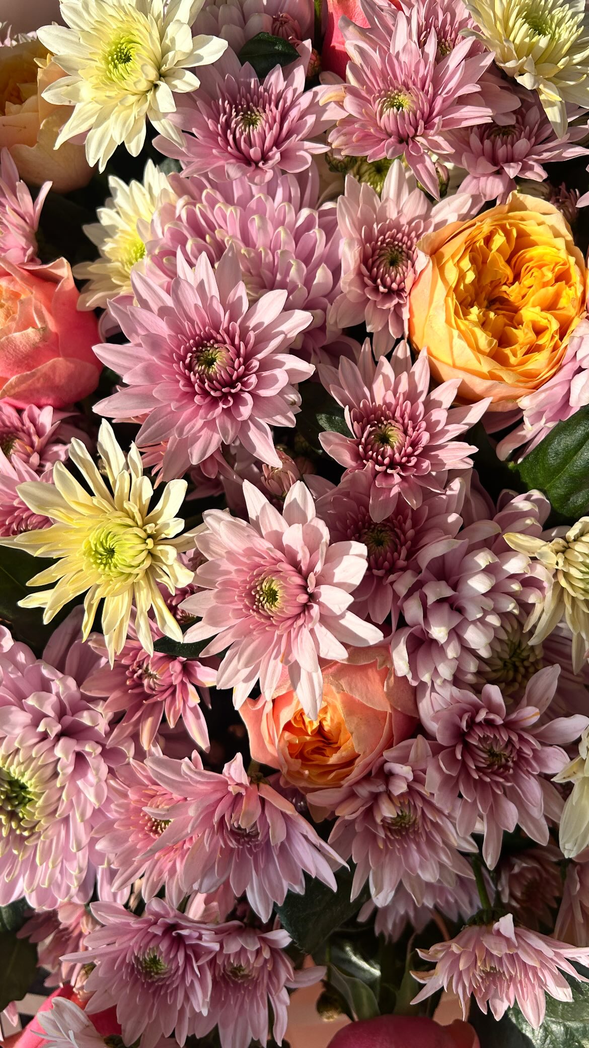 shakeddri instagram image archive image