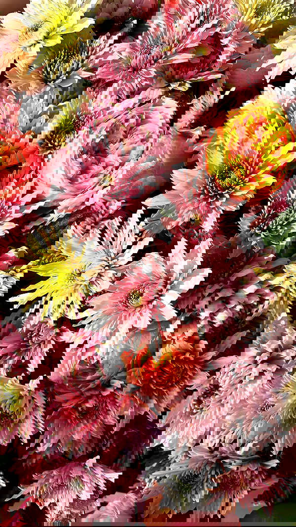 shakeddri image ~ Altpins