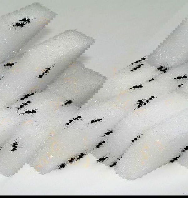 jtilb image ~ Altpins