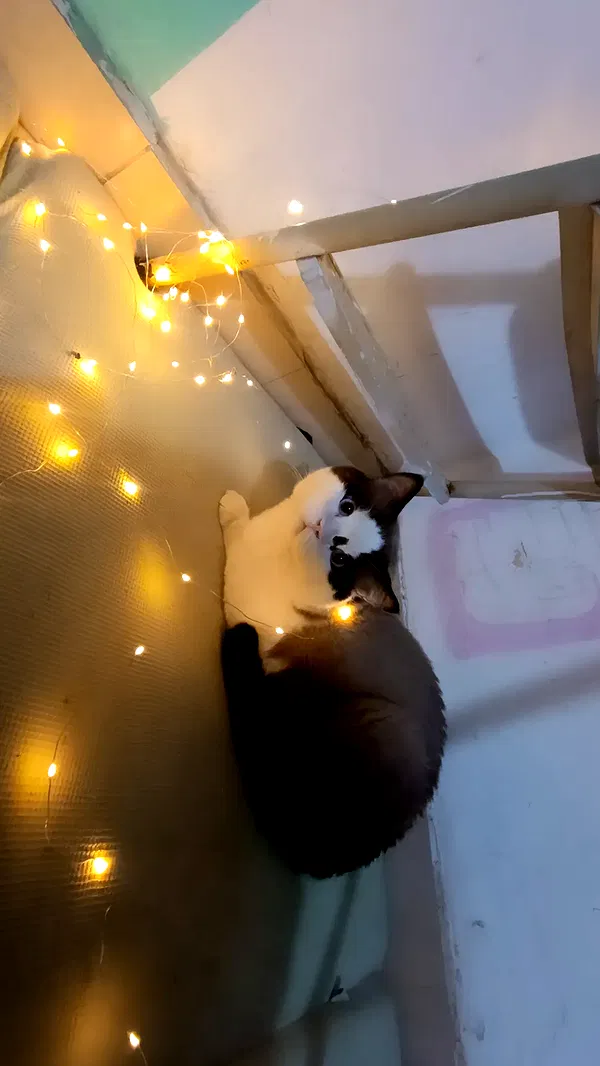 moonyyyya moonyyyya archive image