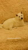 kriskaik Altpins Profile Picture