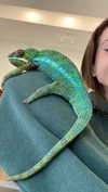 shpaakova Altpins Profile Picture