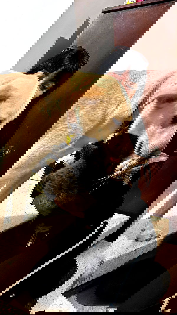 yam_adler image ~ Altpins