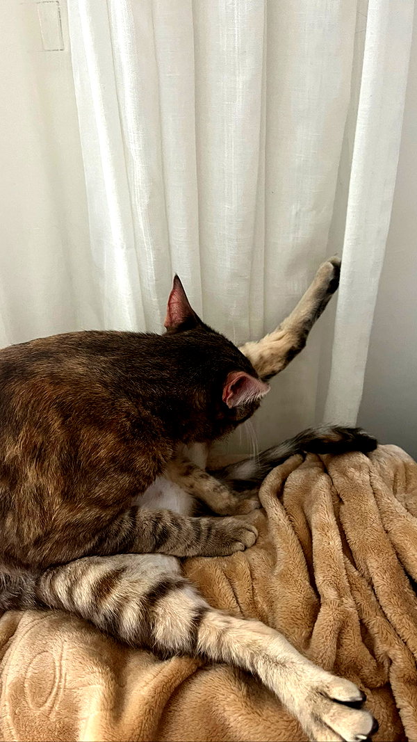 Archived image from @notchicore on Instagram
