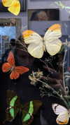 melanin__p Altpins Profile Picture