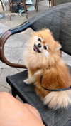 arielgino_ Altpins Profile Picture