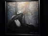 pavuk1_0 Altpins Profile Picture