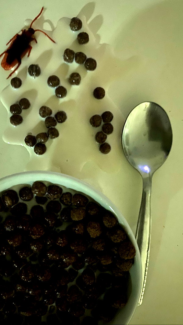 emleecordeiro instagram image archive image