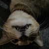 sulisssx Altpins Profile Picture