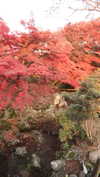 fallen.angel2007 Altpins Profile Picture
