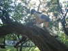 teakitten_ Altpins Profile Picture