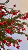 elizabethcampbelljones Altpins Profile Picture