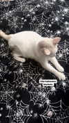 butter.on.a.poptart69 Altpins Profile Picture