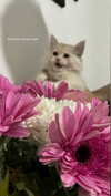 b.zohar Altpins Profile Picture