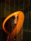 alexandradaddario Altpins Profile Picture