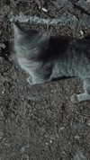 h111allyy Altpins Profile Picture