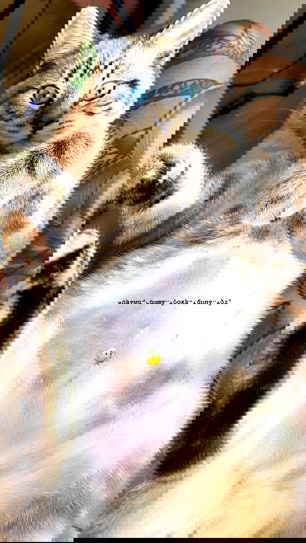 suikomuu suikomuu archive image