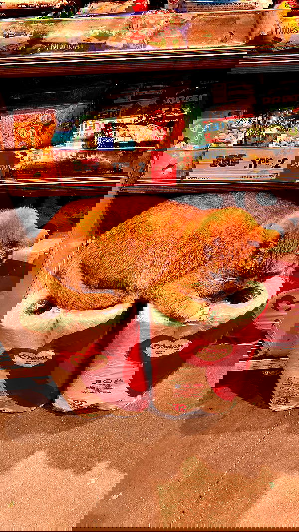 elianachetrit elianachetrit archive image