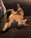 vanillachaiiiii Altpins Profile Picture