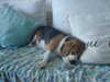 teakitten_ Altpins Profile Picture