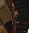 avestanova Altpins Profile Picture
