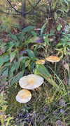 karin_orhov Altpins Profile Picture