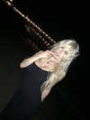 rchhhll Altpins Profile Picture