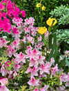 emmi.botta Altpins Profile Picture