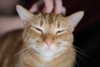 sweetmuffinnss Altpins Profile Picture
